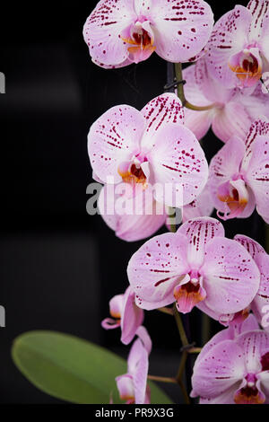 Phalaenopsis - Dame Sakura in Tatton Park Flower Show 2018 Stockfoto