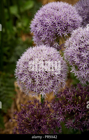 Allium - runde'n Lila in Tatton Park Flower Show 2018 Stockfoto