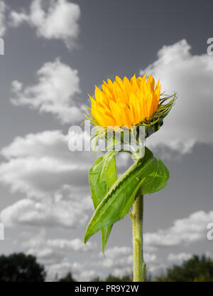 Farbe Nahaufnahme von isolierten, aufrechte Sonnenblume Stammzellen (leuchtend gelben Kopf & grüne Blätter) gegen monochromen Himmel Hintergrund mit flauschigen Cumuluswolken. Stockfoto