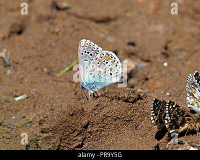 Gemeinsame Blauer Schmetterling Fütterung auf Salze in reichen Schlamm mit Grizzled skipper Schmetterlinge Schmetterling malvae) in der Ariège Pyrenäen, Frankreich Stockfoto