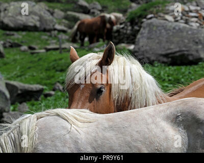 Pottok oder Armilla eine gefährdete, semi-wilden Brut der Ponys genießen Sie sonnige Wetter hoch in der Ariège Pyrenäen, Frankreich Stockfoto