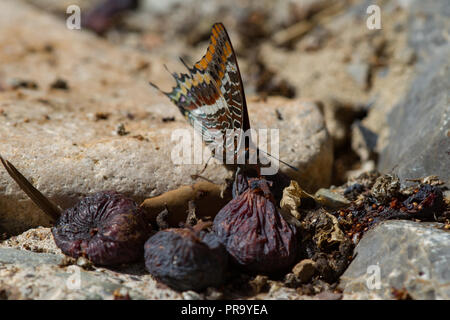 Two tailed Pasha Schmetterling Charaxes jasius Fütterung auf gefallen Abb. Sardinien. Italien Stockfoto