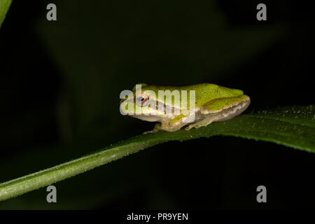 Tyrrhenische Laubfrosch. Hyla sarda. Einzelnen Erwachsenen auf dem Blatt. Sardinien. Italien Stockfoto