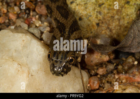 Viperine Schlange. Natrix Maura. Einzelne Kinder Schlange. Sardinien. Italien Stockfoto