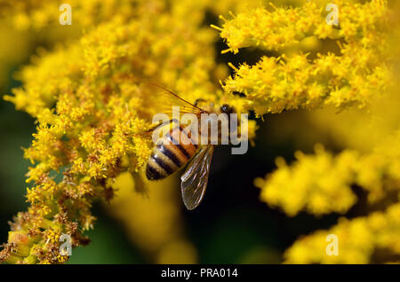 Honig Biene auf gelbe Blumen Top View Stockfoto