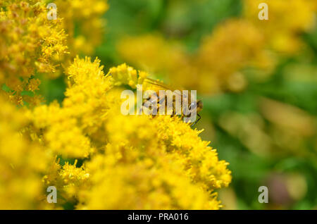 Honig Biene auf gelbe Blumen Seitenansicht Stockfoto