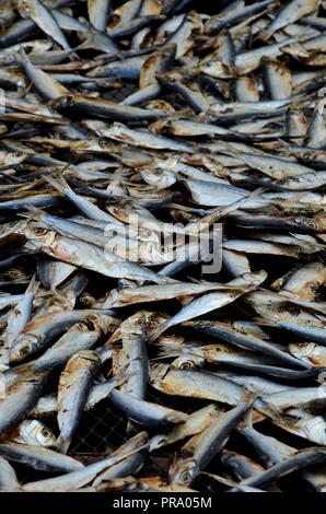 Kleine Fische auf fischernetz Trocknen im Dorf Pattani Thailand Stockfoto