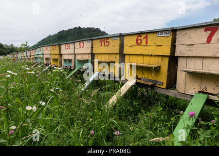 Gruppe von farbigen Honey Bee Bienenstöcke in einem ländlichen Wiese. Stockfoto