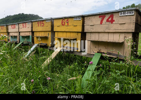 Gruppe von farbigen Honey Bee Bienenstöcke in einem ländlichen Wiese. Stockfoto