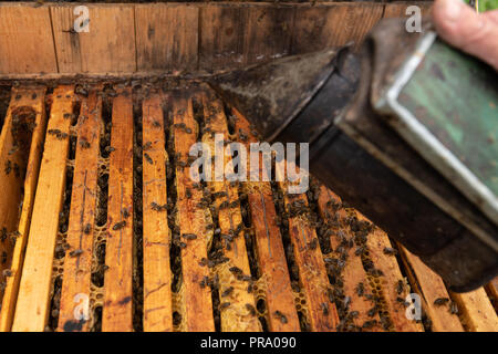 Bienenstock mit Bienen kriechen entlang der Bienenkorb auf wabe Holzrahmen und Raucher Detail sind offen. Stockfoto