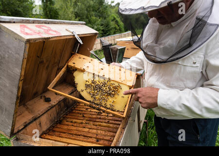 Detail eines Imkers im Schleier auf einem Honig-Frame mit Bienenhaus. Stockfoto