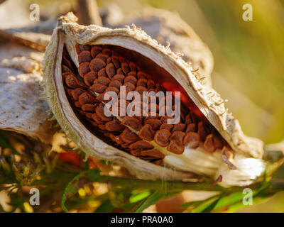 Seedpod Seidenpflanze (Asclepias spp). Fasan Zweig Conservancy, Middleton, Wisconsin. Stockfoto