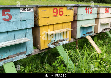 Gruppe von farbigen Honey Bee Bienenstöcke in einem ländlichen Wiese. Stockfoto