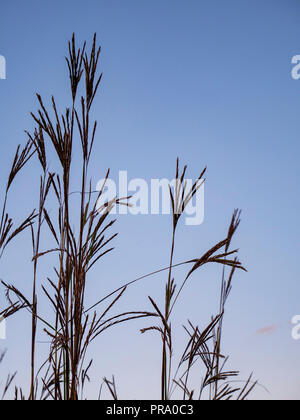 Big bluestem Gras. Fasan Zweig Conservancy, Wisconsin. Stockfoto