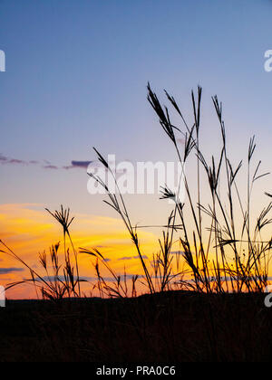 Big bluestem Gras. Fasan Zweig Conservancy, Wisconsin. Stockfoto