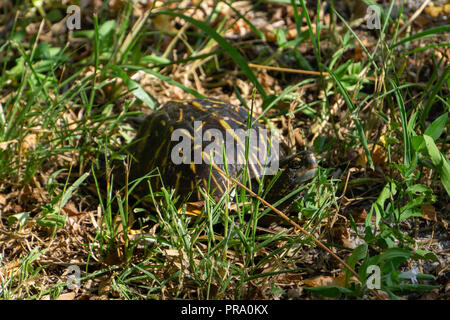 Ein Florida Box Turtle (Terrapene Carolina bauri ssp. durch Gras bei Audubon von Martin County, Florida, USA Peaking) Stockfoto