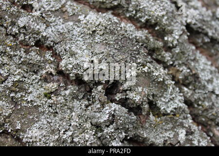 Weißen Flechten auf die Rinde eines Baumes Stockfoto