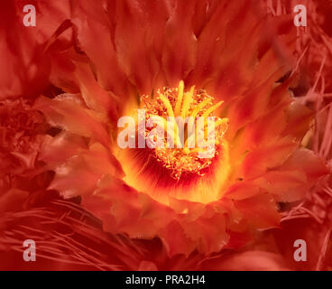 Zentrum von Orange Blüte Barrel Kaktus in der Sonoran Wüste Stockfoto