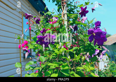 Schöne Blüten der Clematis in der Nähe von House. Big Bush der Clematis im Garten wächst. Clematis Klettern im Garten in der Nähe von House. Schönen violetten Clematis bl Stockfoto