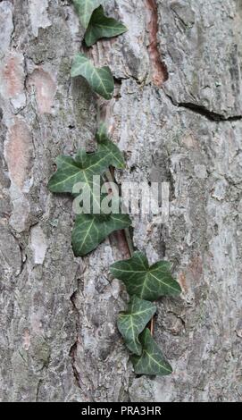 Baum mit gemeinsamen Efeu wächst an Es Stockfoto