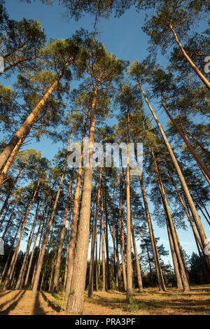 Wide Angle Shot von einigen Pinien bis hoch in den blauen Himmel Stockfoto