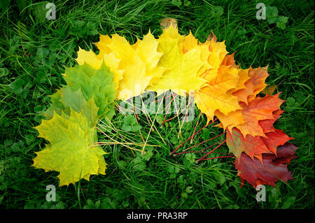 Herbst treibt bunte Regenbogen Farbverlauf. Saison ändern Konzept Stockfoto