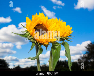 Nahaufnahme von zwei aufrechten isolierten Sonnenblumen (gelbe Köpfe, grüne Blätter und Stängel) im Freien mit tiefblauem Himmel und flauschigen Cumuluswolken. Stockfoto