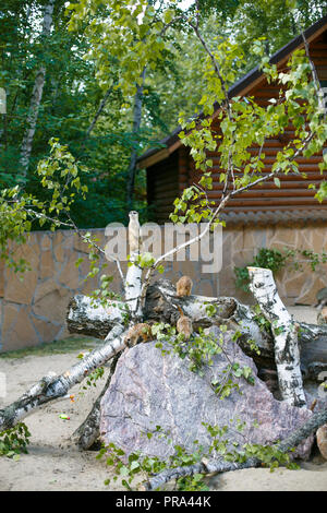 Vier Personen von Erdmännchen in der Natur, die frische Luft in der Zoo im Sommer, einen auf dem Baumstumpf auf seinen Hinterbeinen steht und seine Verwandten, Th Stockfoto