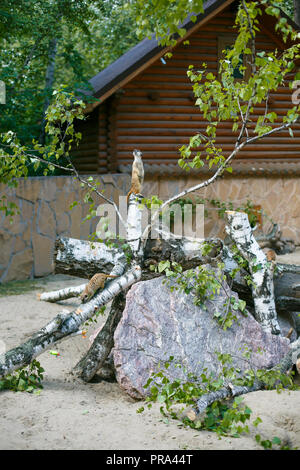 Zwei Personen von Erdmännchen in der Natur, die frische Luft in der Zoo im Sommer, einen auf dem Baumstumpf auf seinen Hinterbeinen steht und seine Verwandten, die Stockfoto