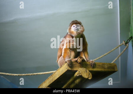 Javanischer Langur, Monkey, Orange, shaggy Primat auf einem Holzregal in einem Zoo Zuhause sitzt, sieht in der Aufregung, in Gefahr, Warnung Stockfoto