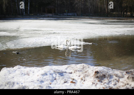 Zwei Schwäne mit jedem anderen, gemeinsam, liebe, Schwimmen auf einem zugefrorenen See, im Winter im Freien, im Zoo, verschmutzte See und Schnee, Verschmutzung der Umwelt Stockfoto