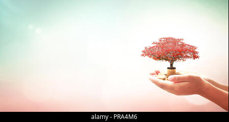Unternehmertum Konzept: die menschliche Hand rot Big Tree und Stapel von Goldmünzen über verschwommenes Natur Hintergrund Stockfoto