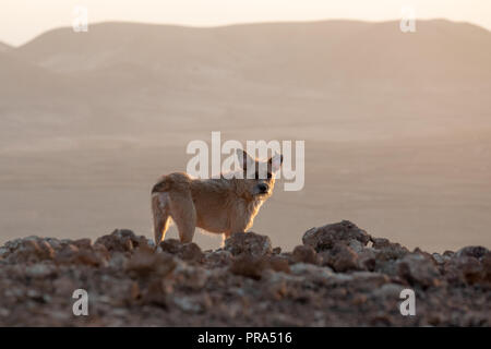 Welpe Hund auf einem Berg, Fuerteventura Stockfoto