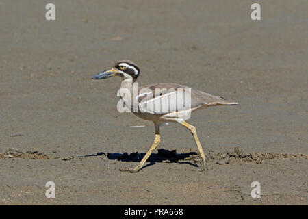 Strand Stein - curlew in Far North Queensland in Australien Stockfoto