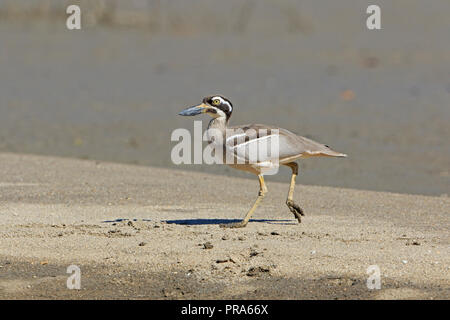 Strand Stein - curlew in Far North Queensland in Australien Stockfoto