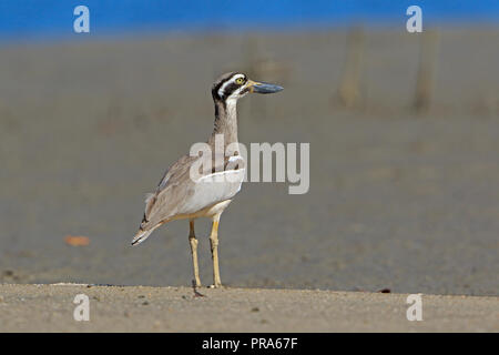 Strand Stein - curlew in Far North Queensland in Australien Stockfoto