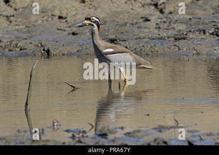 Strand Stein - curlew in Far North Queensland in Australien Stockfoto