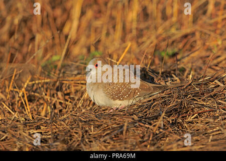 Diamond Taube in Far North Queensland Australien Stockfoto