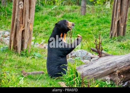 Sun Bear stehend auf dem Rücken, die Beine das Essen von Früchten Stockfoto