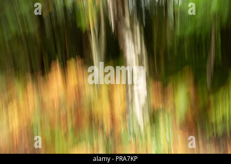 Abstrakte ICM-Silber Birke im Herbst Wald auf Dartmoor Stockfoto