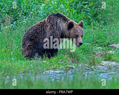 Europäische brauner Bär sitzend durch Wasser Stockfoto
