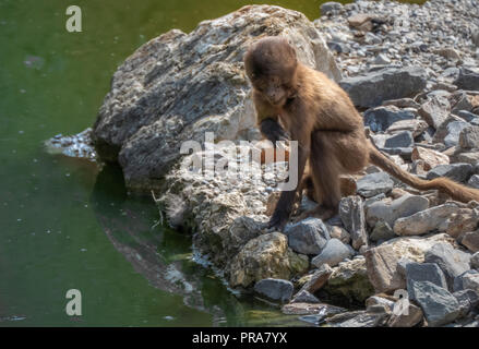 Gelada baboon (Theropithecus gelada) Trinkwasser aus einem Teich. Auch nur im äthiopischen Hochland gefunden, mit großen Bevölkerungen in der semien Mou Stockfoto