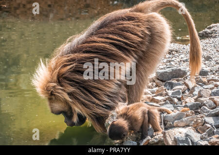 Gelada baboon (Theropithecus gelada) Trinkwasser aus einem Teich. Auch nur im äthiopischen Hochland gefunden, mit großen Bevölkerungen in der semien Mou Stockfoto