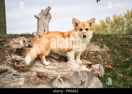 6 Monate alten Welsh Corgi Pembroke im Herbst Stockfoto