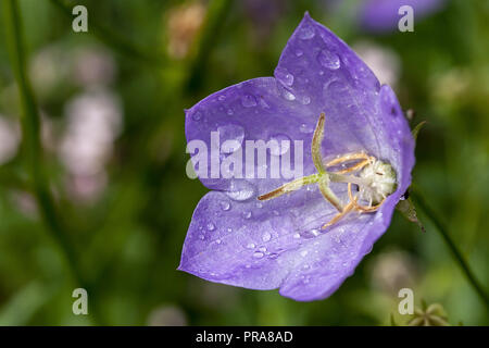 Single Campanula Lila Blume Nahaufnahme mit frühen Morgen Tau Tropfen im Juli. Bunte schalenförmigen Blütenblätter die Staubgefäße Kopf Surround Stockfoto