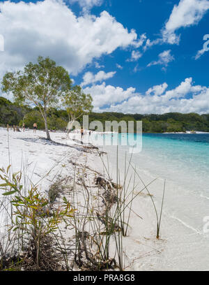 Auf Fraser Island Lake Mckenzie Stockfoto