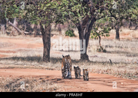 Maya und ihre beiden Jungen am Tadoba Nationalpark (Tiger), Indien Stockfoto