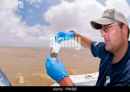 Ein EPA Auftragnehmer unter Sedimentproben im Golf von Mexiko während der Bereinigung der BP Oil Spill im Jahr 2010 Stockfoto