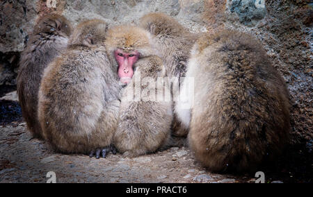 Weibliche Schnee Affen halten die Männchen durch die ihn umgebenden warm. Stockfoto