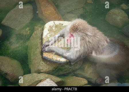 Eine snow Monkey warm zu halten in den heißen Quellen. Stockfoto